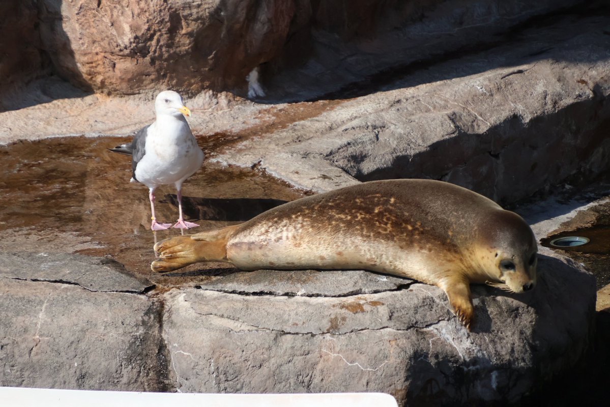 redpannada's tweet photo. きなこは一人じゃないよ🦭

オオセグロカモメもいるよ🦅

#旭山動物園
#オオセグロカモメ
#きなこ
#ゴマフアザラシ https://t.co/40wWY3siFX