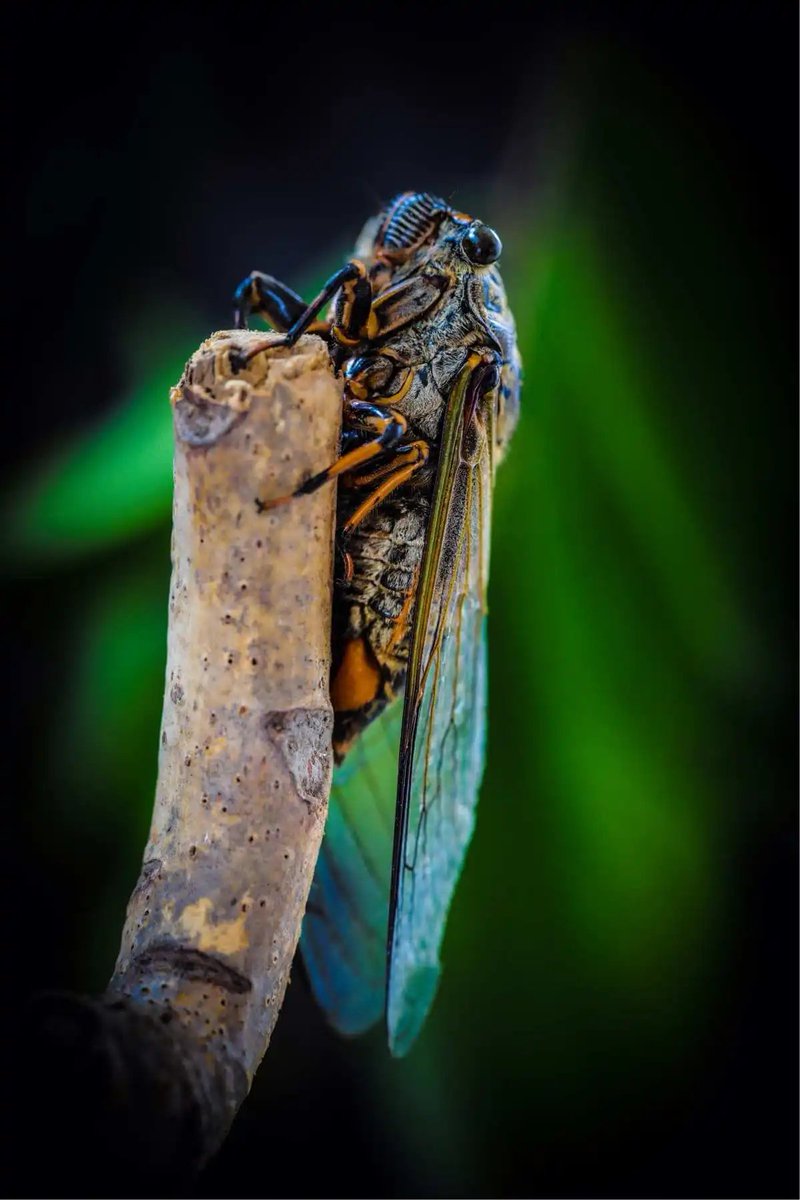 dj_veri's tweet photo. [Today I saw an angry cicada buzzing in the busy forest, its naive cry made me think of childhood silly days.]， https://t.co/qkBnfVNsGH