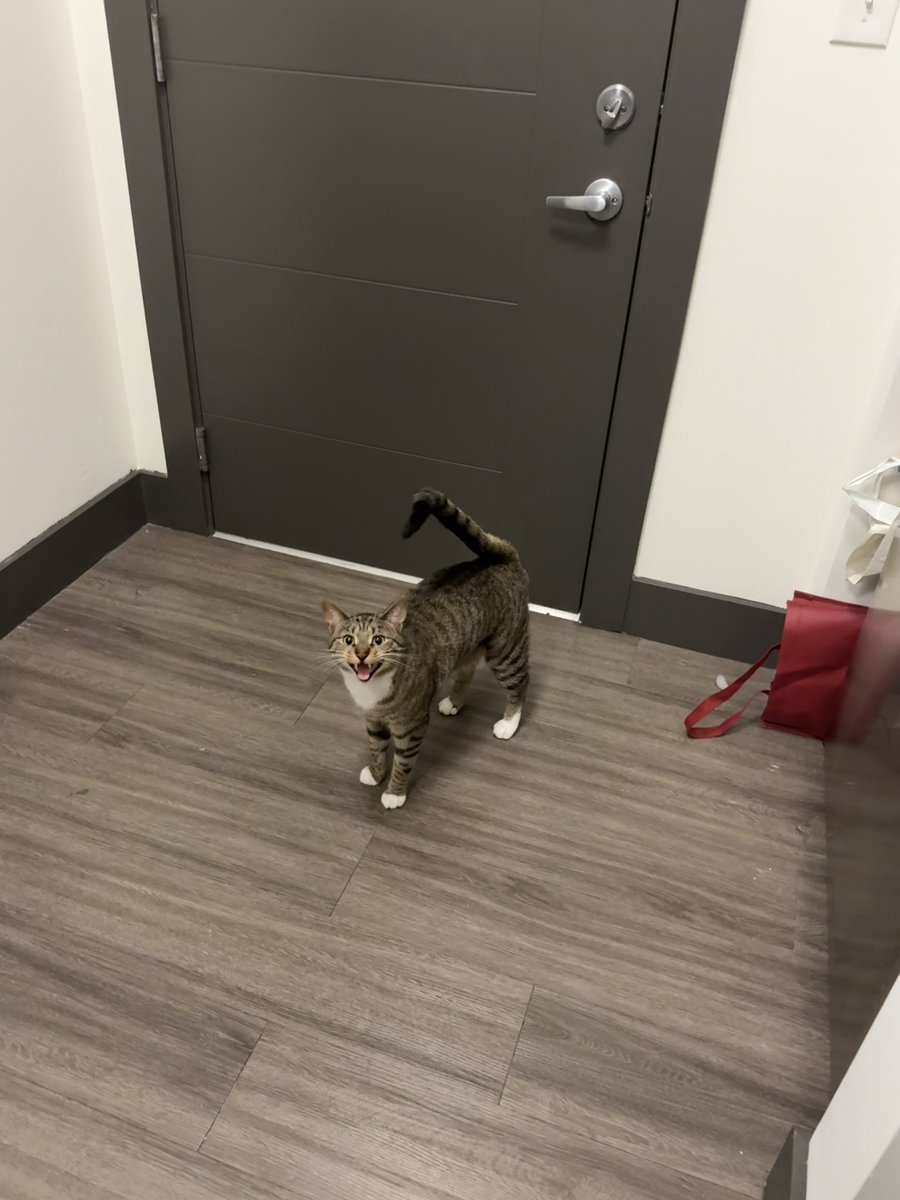 mrmeowserr's tweet photo. so momy yu not a lowd to go to werk https://t.co/loloRzqkfe