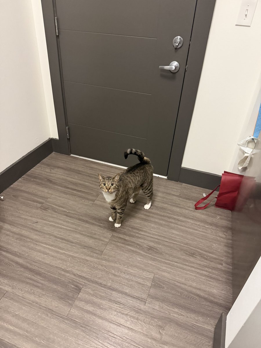 mrmeowserr's tweet photo. so momy yu not a lowd to go to werk https://t.co/loloRzqkfe