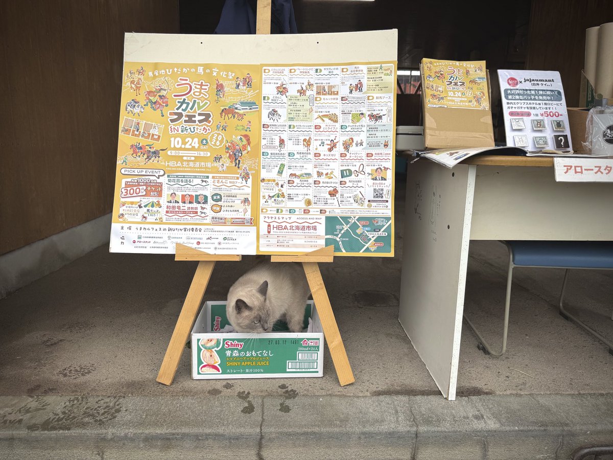 shinhidakahorse's tweet photo. いよいよ10月にっ🐴🍂

うまカルフェスまで1ヶ月を切りました。スケジュール調整はお済みでしょうか？

現在日高管内にポスター・チラシが設置されております。

今年もアロースタッドさまが、素敵に飾ってくださいました！
毎年PRにご協力いただいている「アロー猫」たちに感謝いたします🐱🐱🐱 https://t.co/k7yhWTsi1Z