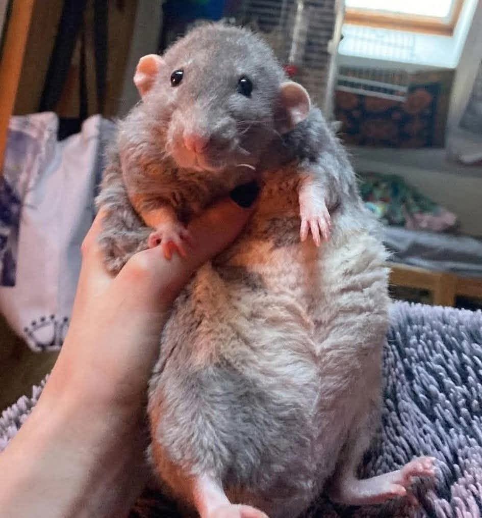 RatInControl's tweet photo. do you think he’s too massive https://t.co/S4KjRLMk1s