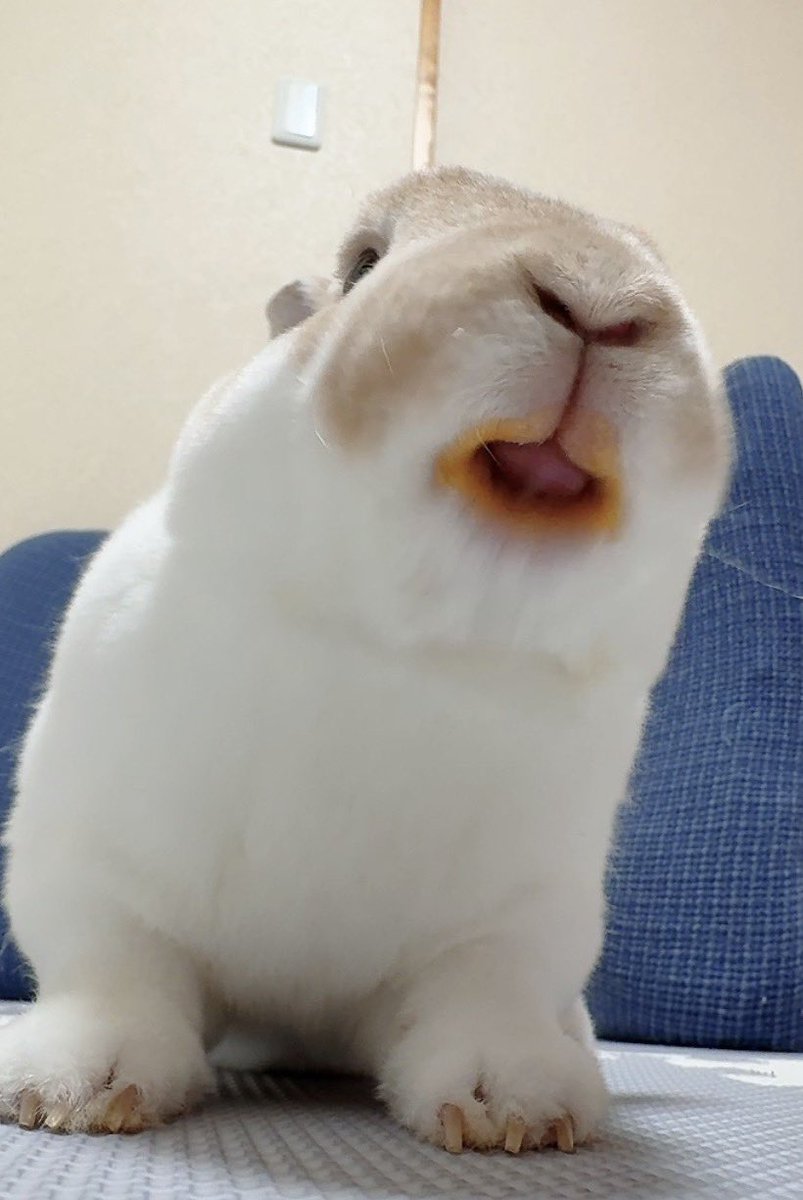Minirexokara's tweet photo. 🐰秋色リップおか〜 https://t.co/8f3yuT7Aa8