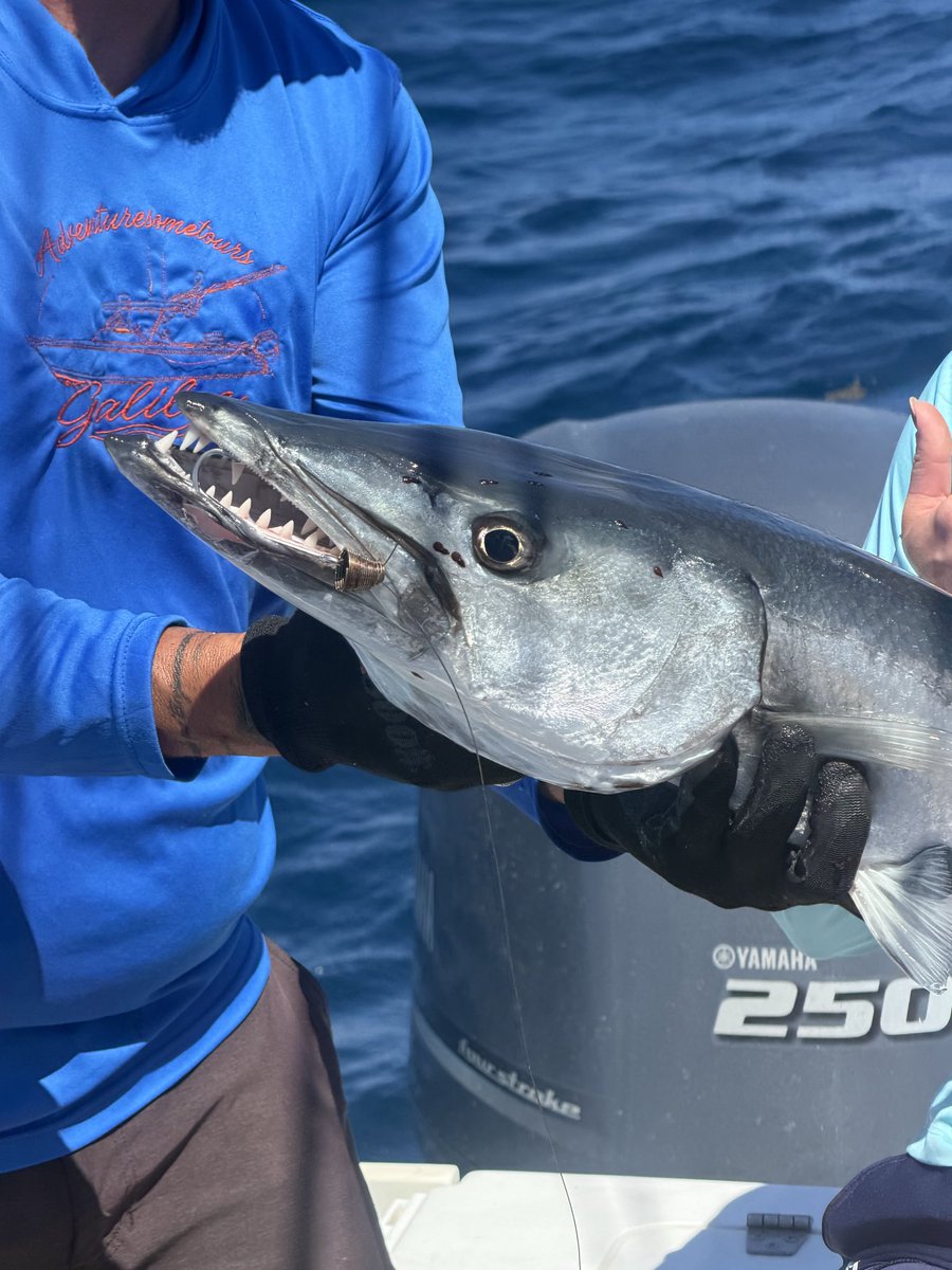 adventuresomepr's tweet photo. Barry the barracuda smiles for the camera before being released. Fajardo Puerto Rico! Adventuresometours https://t.co/Sgzcz72kHd