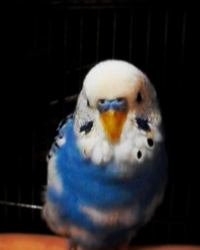 atariland_Maco's tweet photo. 友人の婚約者オージー(日本語は話せない)と雑談を試みるも、全然英語が出てこない…
簡単な質問をしてもらえればなんとか返せるのだけど

でも！わたし達にはインコオウムへの愛がある‼︎

我が愛しの、もう亡くなったユニのおしゃべりは、なぜかすらすら英語で説明できるのよね https://t.co/T0hK75CmrC