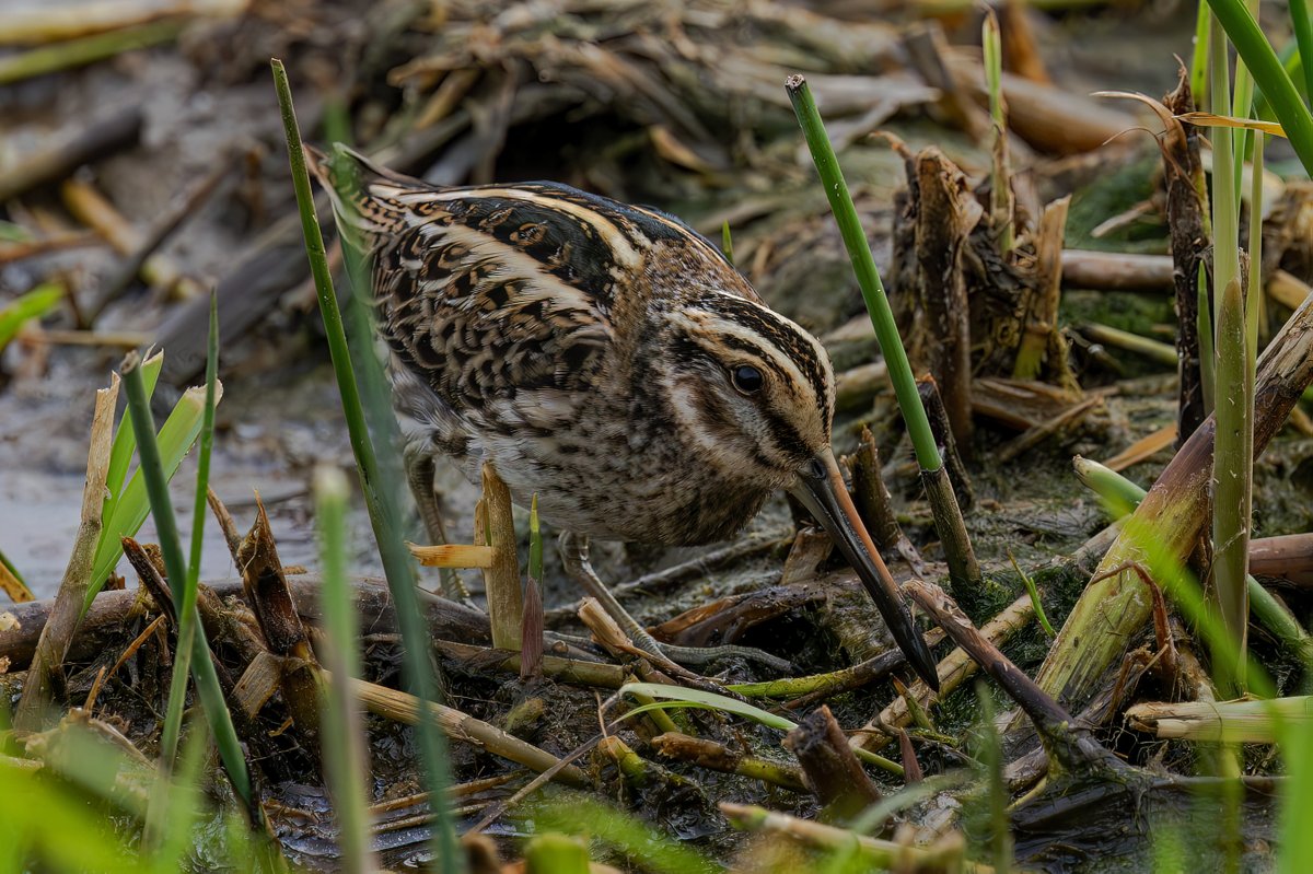 BrianSmrtyr1's tweet photo. We were fortunate to be sitting in the hide at NWT Holme Dunes when this guy said he could see a Jack Snipe in the reeds in front of us, it eventually showed well after 45 minutes😃
 @teesbirds1 @DurhamBirdclub
@teeswildlife 
@NatureUK
 #wildlifephotography #bird
@nybirdnews https://t.co/VkAjYzlob2