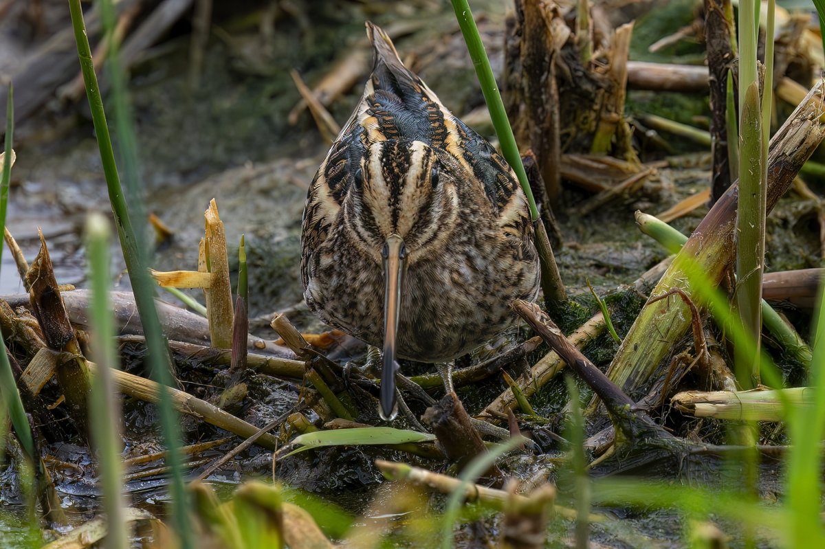 BrianSmrtyr1's tweet photo. We were fortunate to be sitting in the hide at NWT Holme Dunes when this guy said he could see a Jack Snipe in the reeds in front of us, it eventually showed well after 45 minutes😃
 @teesbirds1 @DurhamBirdclub
@teeswildlife 
@NatureUK
 #wildlifephotography #bird
@nybirdnews https://t.co/VkAjYzlob2