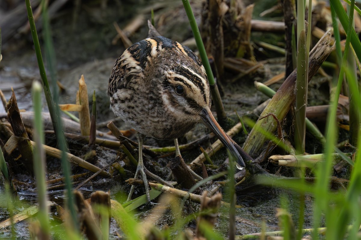 BrianSmrtyr1's tweet photo. We were fortunate to be sitting in the hide at NWT Holme Dunes when this guy said he could see a Jack Snipe in the reeds in front of us, it eventually showed well after 45 minutes😃
 @teesbirds1 @DurhamBirdclub
@teeswildlife 
@NatureUK
 #wildlifephotography #bird
@nybirdnews https://t.co/VkAjYzlob2