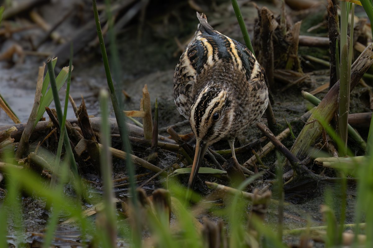 BrianSmrtyr1's tweet photo. We were fortunate to be sitting in the hide at NWT Holme Dunes when this guy said he could see a Jack Snipe in the reeds in front of us, it eventually showed well after 45 minutes😃
 @teesbirds1 @DurhamBirdclub
@teeswildlife 
@NatureUK
 #wildlifephotography #bird
@nybirdnews https://t.co/VkAjYzlob2