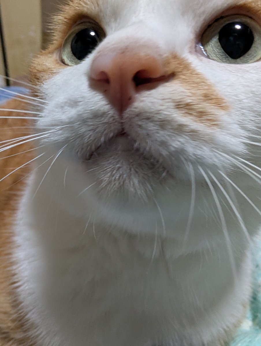 xAzwizeAQXhHvPi's tweet photo. ねこ飼い主見るためにしょっちゅう上見てるの愛おしい抱きしめたい。 https://t.co/HV5Im6eTkM