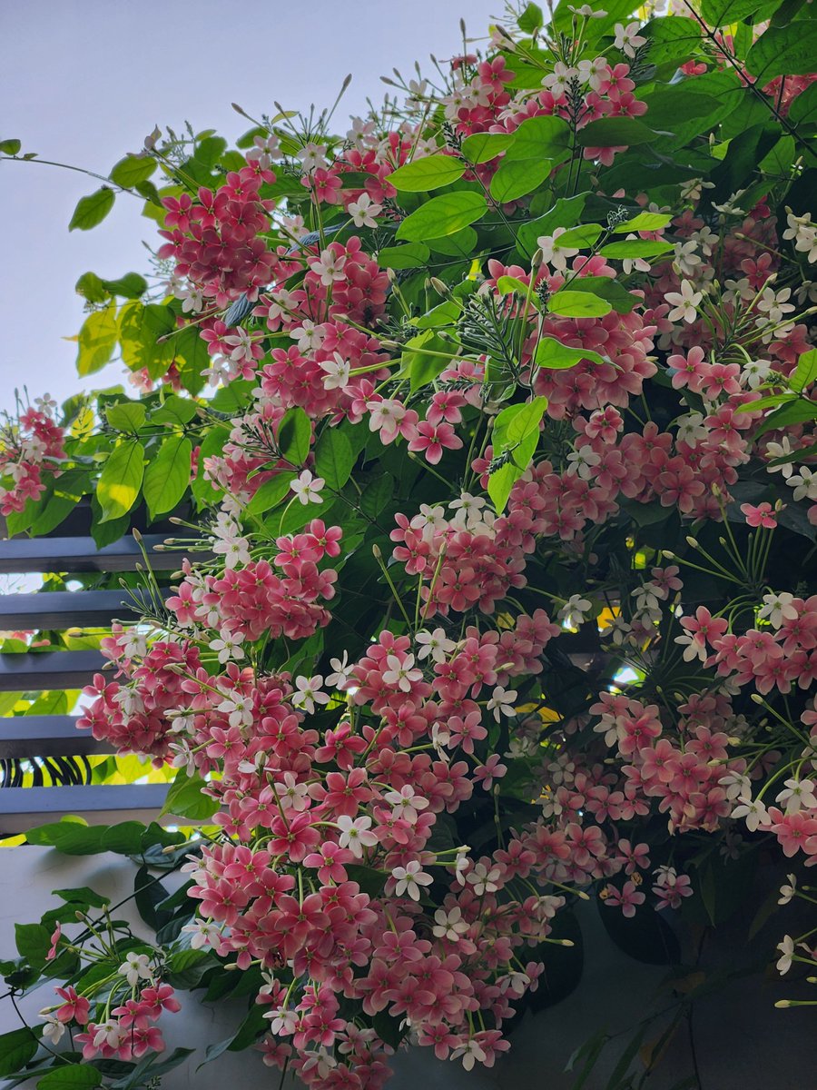 RupabhShukla's tweet photo. During this rainy season, Delhi has been lucky to recieve above normal rainfall. It's goodbye time for Monsoon 2026. But it leaves behind a happy garden. #RangoonCreeper #HomeGarden #Nofilters https://t.co/sYEw5gaeO6