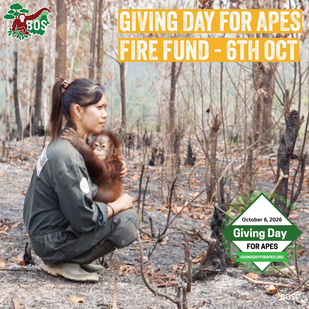 BorneoOSUK's tweet photo. On Giving Day for Apes and turn your support into action!
Use your voice, and help protect orangutans and the forests they call home from fires. 🦧💚
Join Giving Day for Apes and start your fundraising journey today:
https://t.co/hcLWq8eyA4 https://t.co/jj9fEXis1z