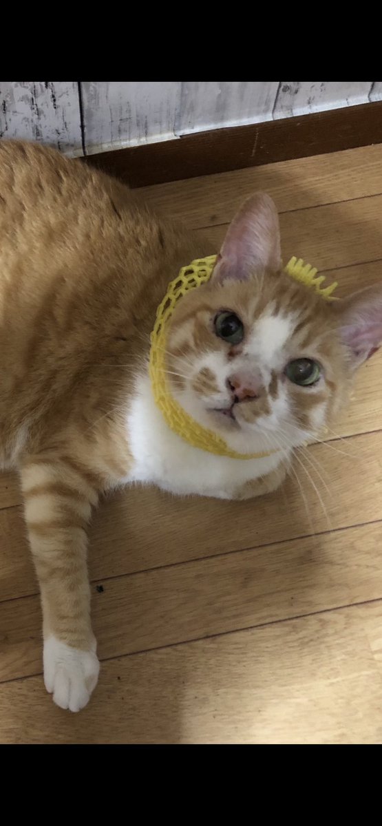 ShingmKururi's tweet photo. 昨日9月30日愛猫くるちゃん
永眠しました。享年16歳と10日
2回の抜歯手術も1日おきの点滴も往復約1時間のクルマでの移動も、くるちゃんは頑張りました。
明日19時火葬予定です
そっと空を見上げていただけると幸いです　
#甲状腺機能亢進症
#現代の医学でなんとかしろ
#くるを返せ https://t.co/koVNiB2YUz