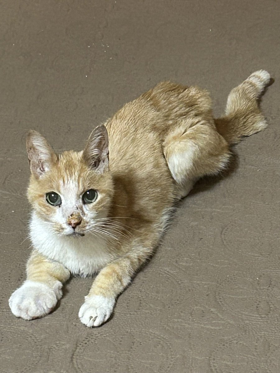 ShingmKururi's tweet photo. 昨日9月30日愛猫くるちゃん
永眠しました。享年16歳と10日
2回の抜歯手術も1日おきの点滴も往復約1時間のクルマでの移動も、くるちゃんは頑張りました。
明日19時火葬予定です
そっと空を見上げていただけると幸いです　
#甲状腺機能亢進症
#現代の医学でなんとかしろ
#くるを返せ https://t.co/koVNiB2YUz