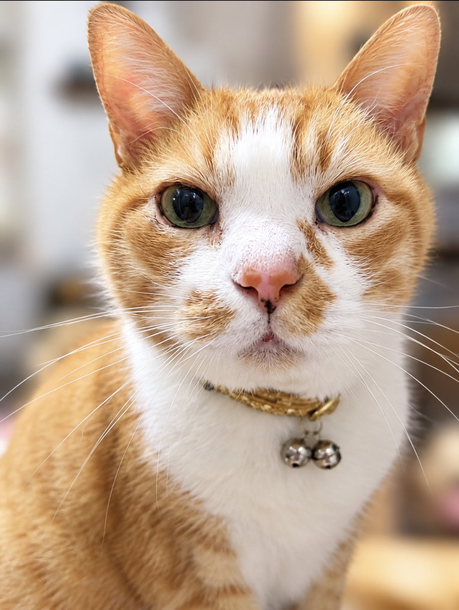 ShingmKururi's tweet photo. 昨日9月30日愛猫くるちゃん
永眠しました。享年16歳と10日
2回の抜歯手術も1日おきの点滴も往復約1時間のクルマでの移動も、くるちゃんは頑張りました。
明日19時火葬予定です
そっと空を見上げていただけると幸いです　
#甲状腺機能亢進症
#現代の医学でなんとかしろ
#くるを返せ https://t.co/koVNiB2YUz