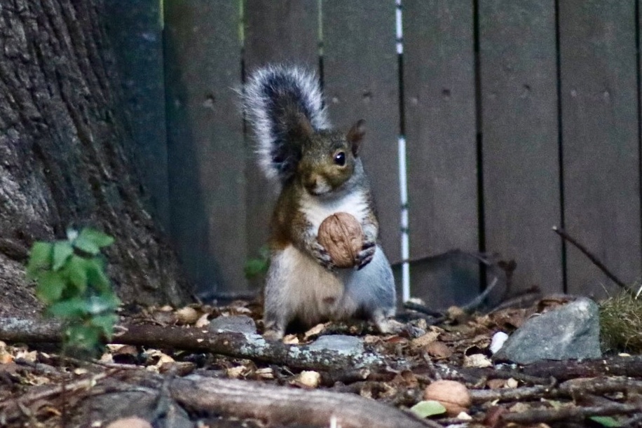 sciuridaely's tweet photo. It’s going to be a great month for nut gathering!
When the month starts on #Sciuridae, lifting nuts counts as lifting weights. Exercise!
Every day is #Sciuridae!
#fightlikeasquirrel #SquirrelStrong 🐿️💪 #SaveGreySquirrelUK #SquirrelScrolling #squirrel #Eichhörnchen https://t.co/cOTdyVyGor