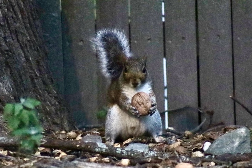 sciuridaely's tweet photo. It’s going to be a great month for nut gathering!
When the month starts on #Sciuridae, lifting nuts counts as lifting weights. Exercise!
Every day is #Sciuridae!
#fightlikeasquirrel #SquirrelStrong 🐿️💪 #SaveGreySquirrelUK #SquirrelScrolling #squirrel #Eichhörnchen https://t.co/cOTdyVyGor