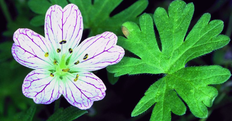 EditorialCSIC's tweet photo. 🏆Carlos Aedo, investigador del @rjbotanico, ha sido galardonado con la Medalla de plata de la Organización para la Investigación Fitotaxonómica del Área Mediterránea (OPTIMA) por el libro 'A monograph of the genus Geranium L. (Geraniaceae)'👉https://t.co/3CcdhRGKcV https://t.co/VM3QW5NPHb
