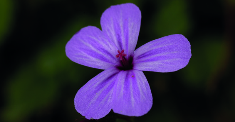 EditorialCSIC's tweet photo. 🏆Carlos Aedo, investigador del @rjbotanico, ha sido galardonado con la Medalla de plata de la Organización para la Investigación Fitotaxonómica del Área Mediterránea (OPTIMA) por el libro 'A monograph of the genus Geranium L. (Geraniaceae)'👉https://t.co/3CcdhRGKcV https://t.co/VM3QW5NPHb