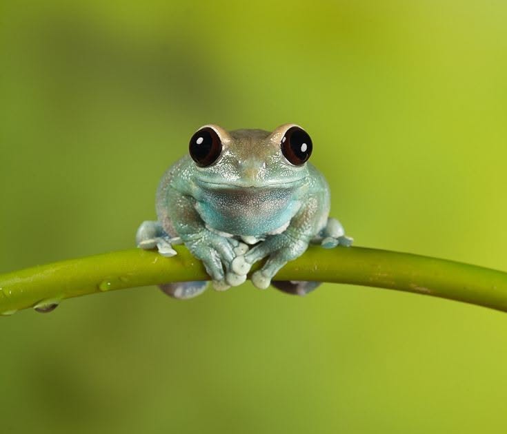 TheFrogPond_'s tweet photo. https://t.co/jfq4vwLIOt