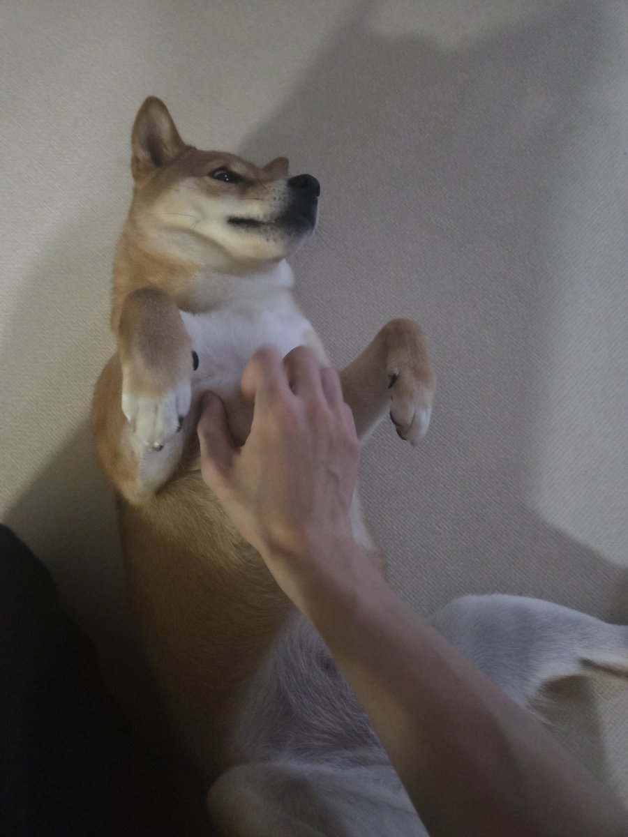 translatingTXT's tweet photo. [261001] weverse dm 🐰💬

🐰 sigh
🐰 i wanted to post a lot more pictures of tori on instagram
🐰 but i held myself back
🐰 going to at least send them on here
🐰 pls look at them https://t.co/pXGDqF334V