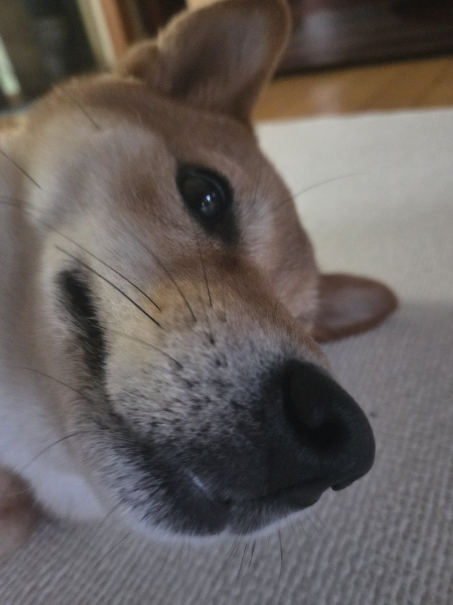 translatingTXT's tweet photo. [261001] weverse dm 🐰💬

🐰 sigh
🐰 i wanted to post a lot more pictures of tori on instagram
🐰 but i held myself back
🐰 going to at least send them on here
🐰 pls look at them https://t.co/pXGDqF334V