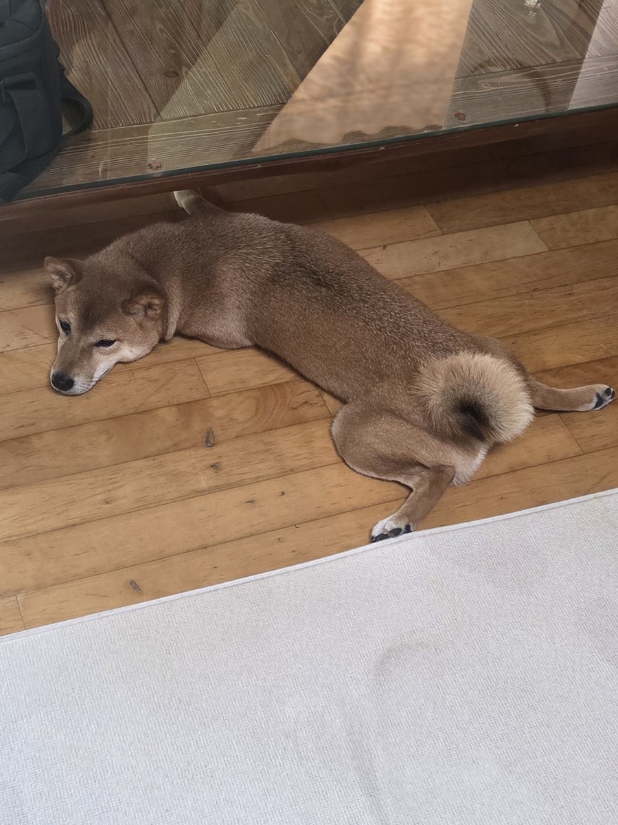 translatingTXT's tweet photo. [261001] weverse dm 🐰💬

🐰 sigh
🐰 i wanted to post a lot more pictures of tori on instagram
🐰 but i held myself back
🐰 going to at least send them on here
🐰 pls look at them https://t.co/pXGDqF334V