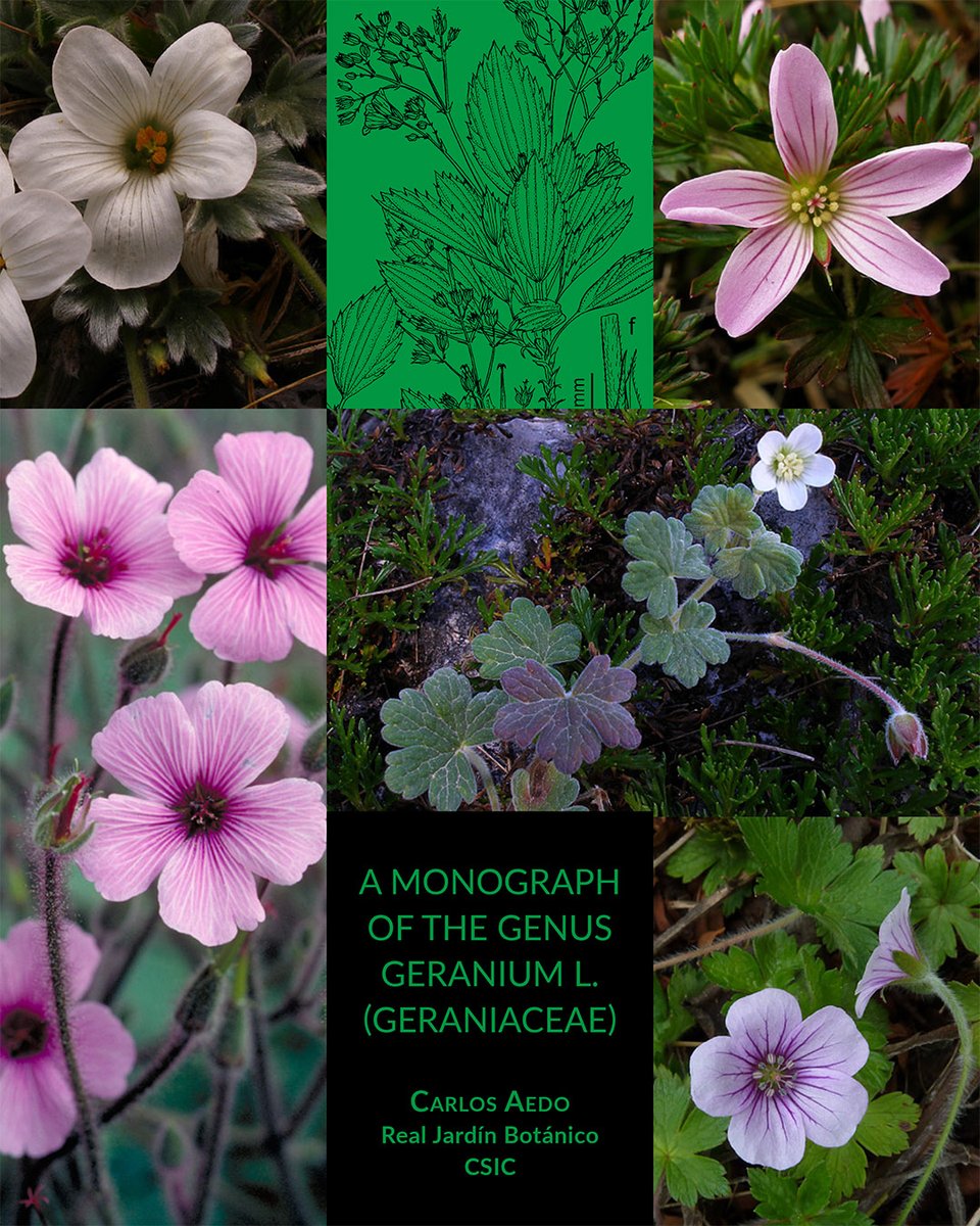 EditorialCSIC's tweet photo. 🏆Carlos Aedo, investigador del @rjbotanico, ha sido galardonado con la Medalla de plata de la Organización para la Investigación Fitotaxonómica del Área Mediterránea (OPTIMA) por el libro 'A monograph of the genus Geranium L. (Geraniaceae)'👉https://t.co/3CcdhRGKcV https://t.co/VM3QW5NPHb