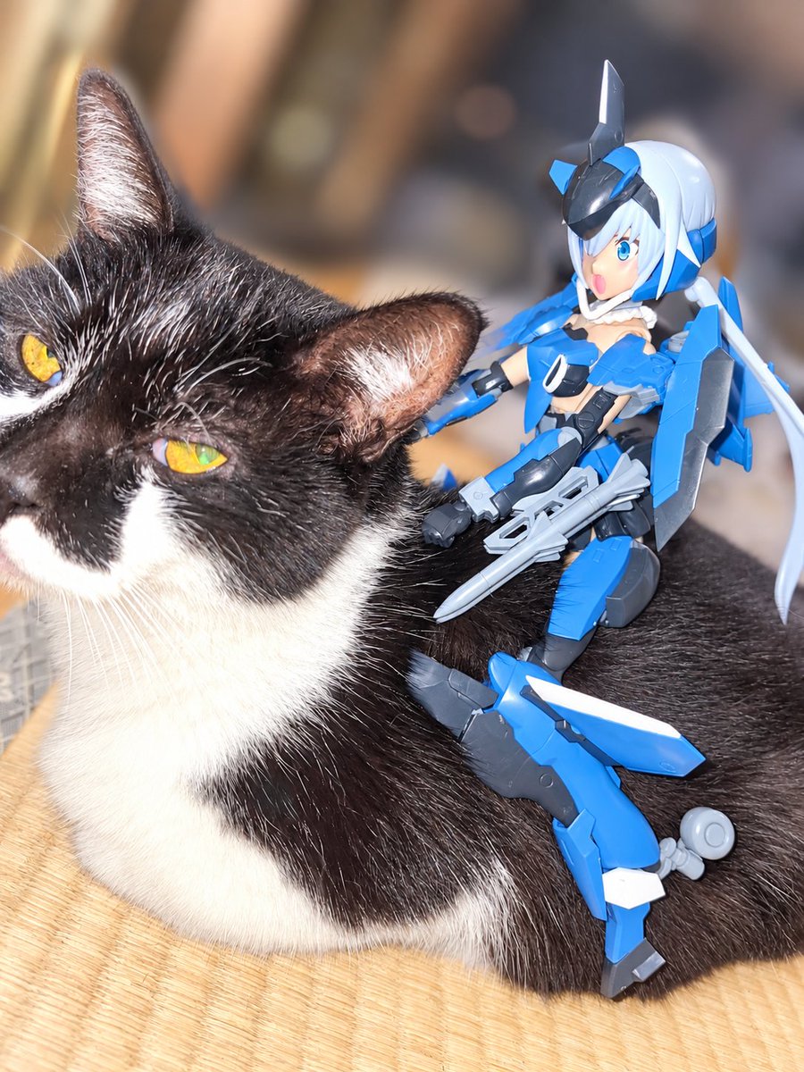 Aliwis0193's tweet photo. #フレームアームズ・ガール
うちの猫さんとの https://t.co/HlVB23gVvc