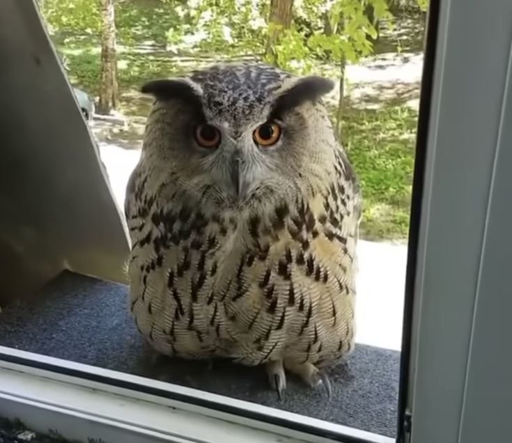 owltwting's tweet photo. OPEN THE WINDOOW https://t.co/bUZ3vDpaKD