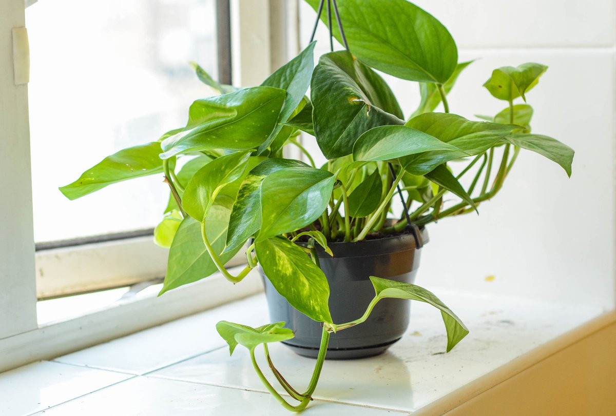 VioletRoadazdd's tweet photo. [Pro tip for your pothos: Let the top 2 inches of soil dry out between waterings, and keep it in bright indirect light—this easy-care beauty will thrive year-round! ]， https://t.co/ZGVow7TeRW