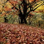 Photo by koorosh ranjbar (@zarbindaar)