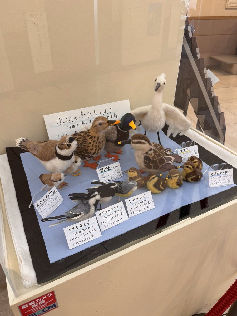 telynmoto's tweet photo. 北大路、北文化会館にて寺本典子「アトリエリンデン　羊毛フェルトの鳥たち」展へ。会場に入ってすぐの場所に展示しています。ぜひお立ち寄りください。 https://t.co/s8ZDDUr75K