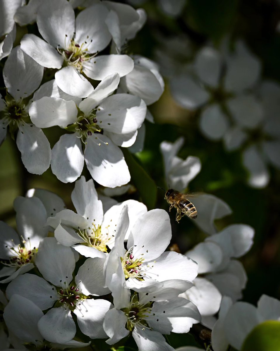 pokapokake's tweet photo. Photo by Nadezhda Barysheva on May 09, 2024. https://t.co/caOKLqLdzK