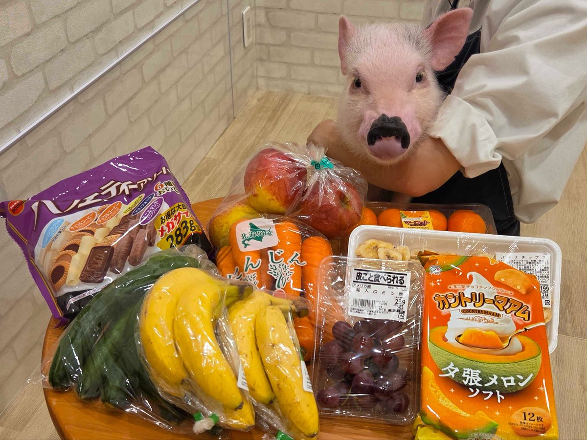 mipigcafe's tweet photo. 【イオンモール広島府中店】
お客様より、差し入れいただきました🫶
ありがトンございます🐷🥕✨

#mipigcafe #micropig #マイクロブタ #マイクロブタカフェ #差入れ #感謝 https://t.co/sas6tPRWjT