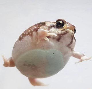 TheFrogPond_'s tweet photo. https://t.co/8MnWFVrM4v