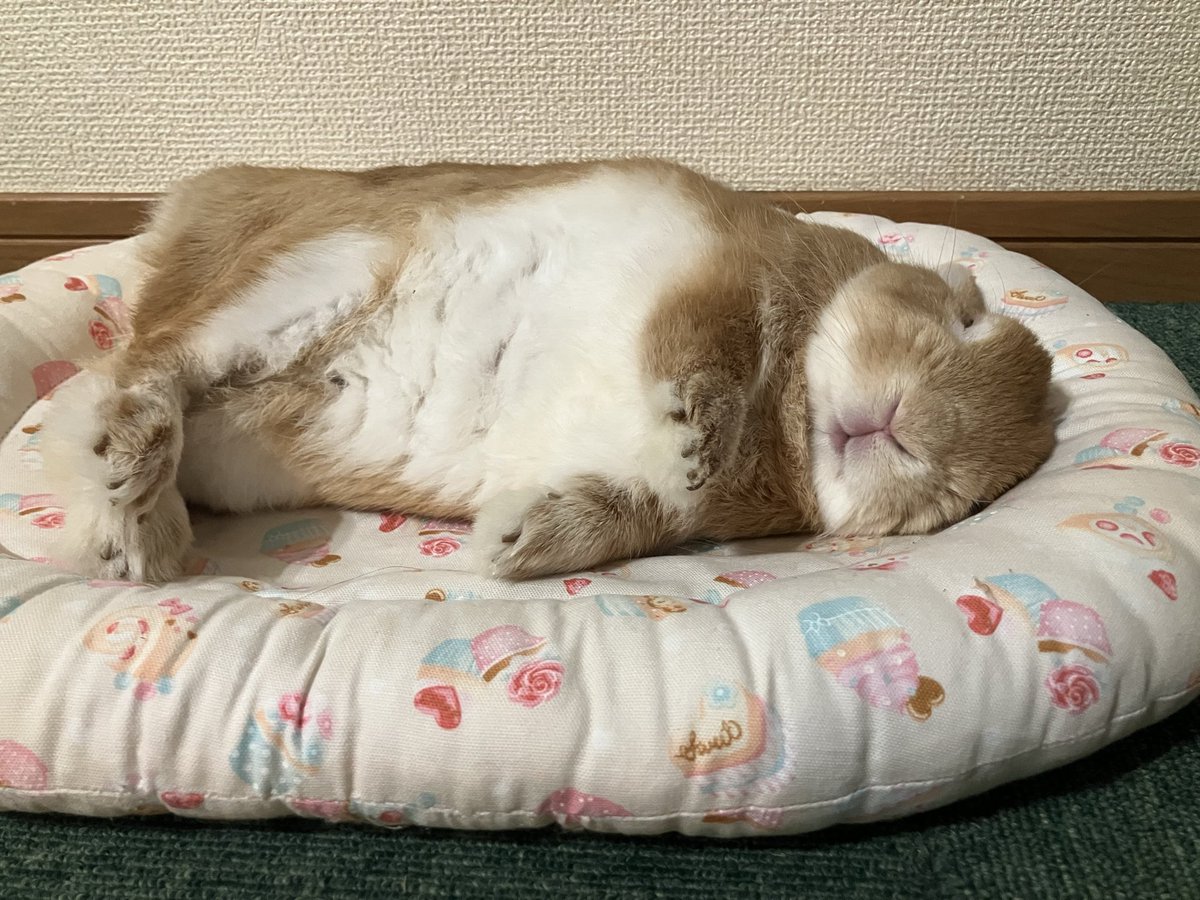 coba23027283's tweet photo. 走り回ったら、
だいたいこんな感じになります。 https://t.co/M26b6mygBN