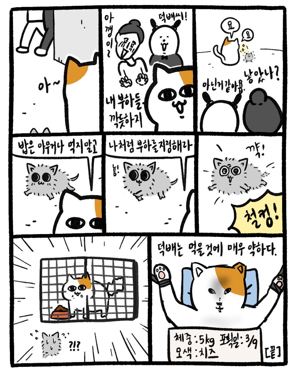 intern_dugi's tweet photo. 덕배의 중성화 이야기 https://t.co/3IJc6XHSas