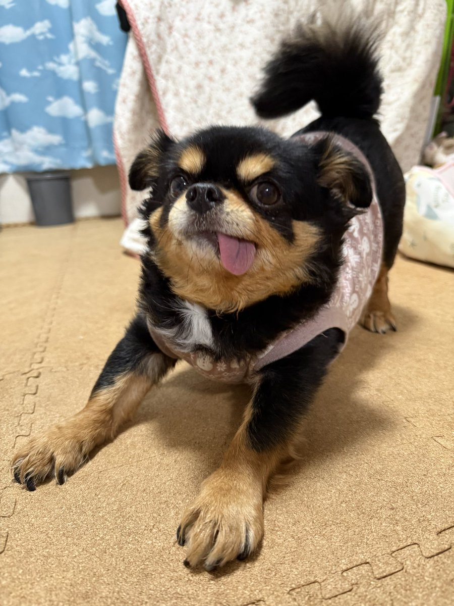 meigyoku's tweet photo. ふぬぬぬ！

#誾千代 
#垂れ耳チワワ https://t.co/Z4yC3Q0Jra