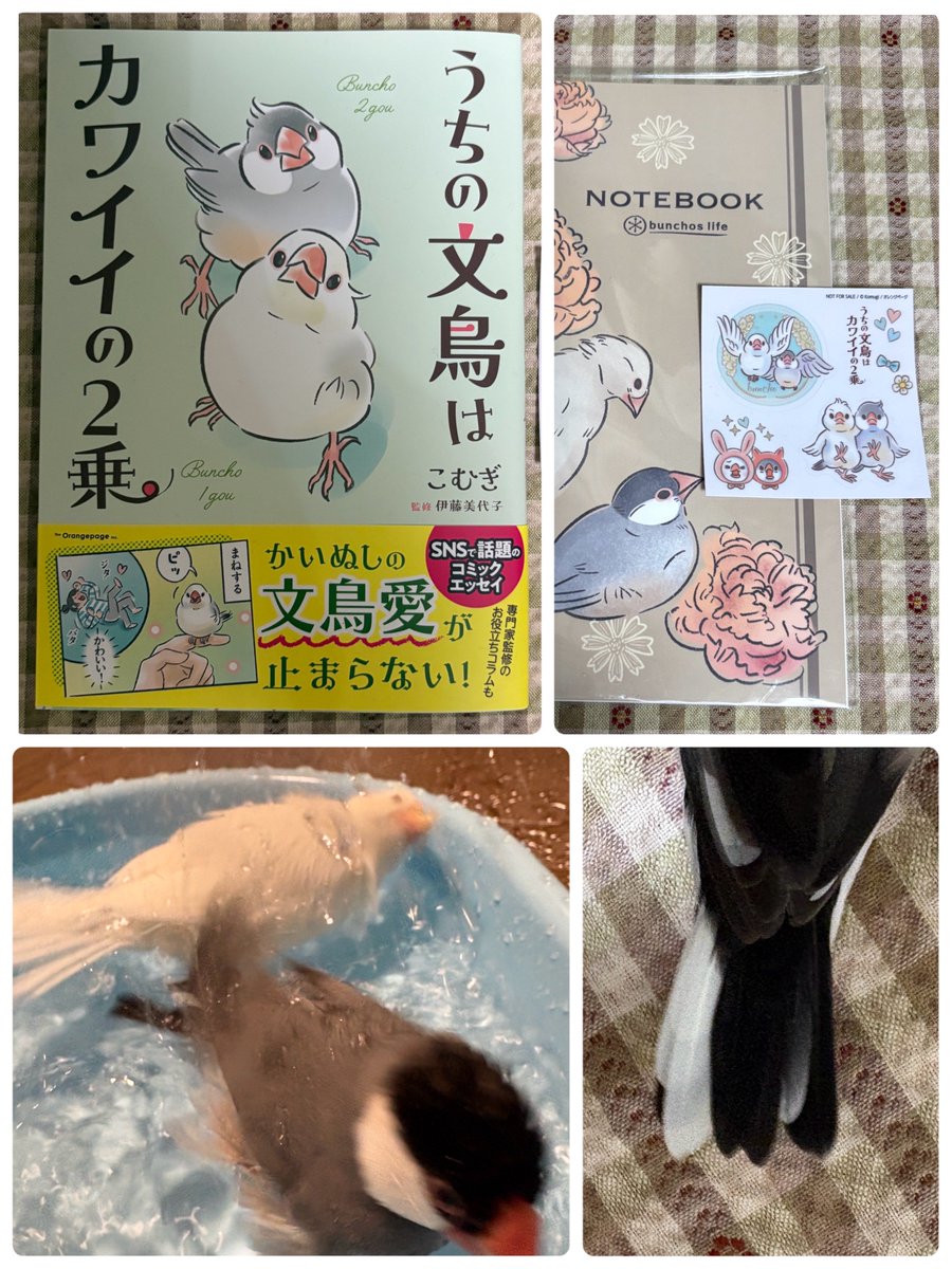 bird1717_'s tweet photo. 下村敦史『ネタバレあり 双紋島の殺人』

こむぎ『うちの文鳥はカワイイの2乗』
読了 https://t.co/BXvFzJdGuV