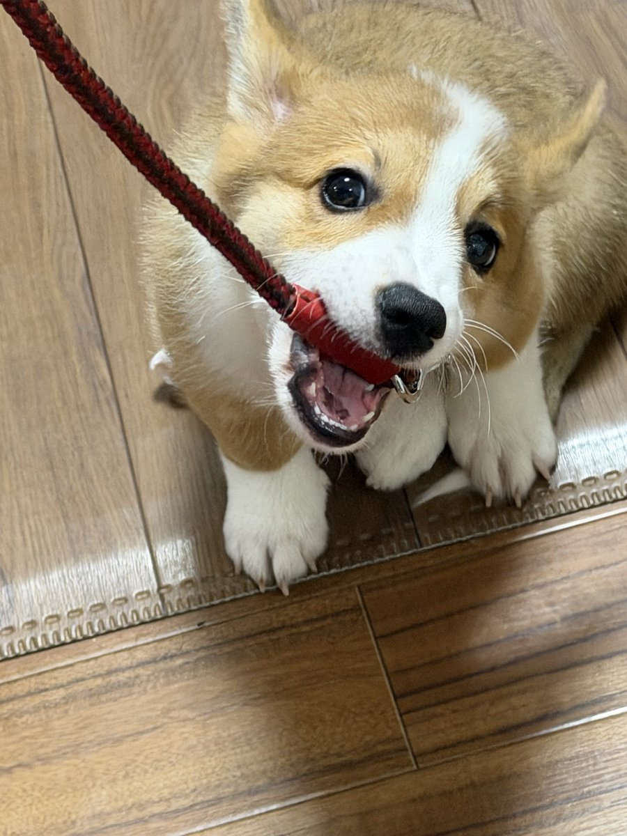 hanpencorgi0710's tweet photo. 少し首輪も慣れたのでリードもつけて室内散歩練習…まあそうなるよね

そのままリードと首輪して抱っこ散歩したら不思議そうな顔してた。
人間の世界のルールなんだ、慣れてね https://t.co/uuIet3MBYU