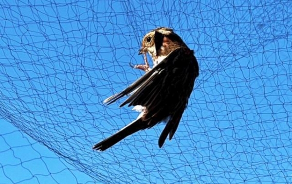 n3ll3506's tweet photo. I found a corn stalk, a sneaky crow, and a crown to search for hidden clues!， https://t.co/8i7iqNAqBC
