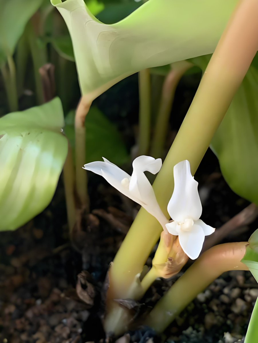 RoyCoxy0mx's tweet photo. [Life’s tiny win today—finally got my plant to stop dying after 3 failed tries!  #SmallJoy #Growth]， https://t.co/JnkGfDOd2N
