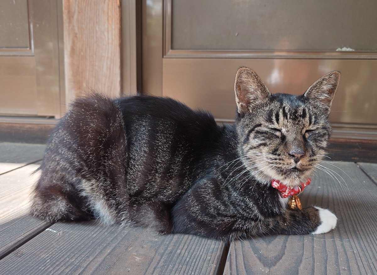 sabikosroom's tweet photo. 猫寺、雲林寺へ行ってきましたー
想像以上に猫だらけだった
タビさん、撫でさせてくれたよん😆 https://t.co/lZYZCVQ8oo
