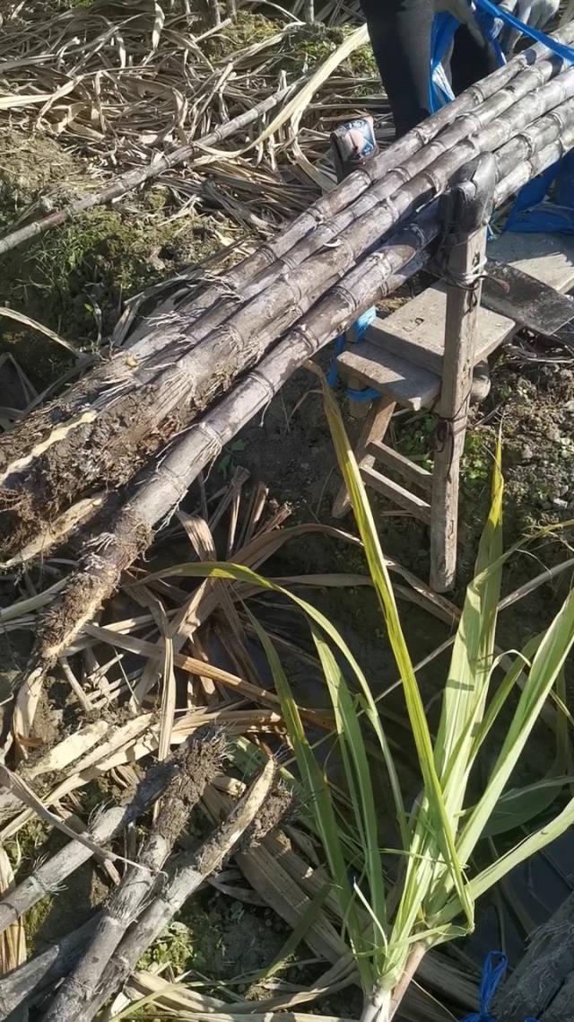 r0bb8943's tweet photo. [In the rice field, the straw snapped with a loud sound near the sandalwood tree by the library!]， https://t.co/7dyKnNSG5K