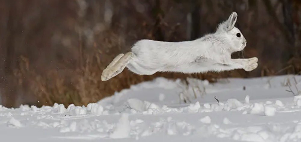 pxequin's tweet photo. GOOOD MORNING!!!! I AM ONCE AGAIN IN HOT PURSUIT OF THE #BURGER!!! FIND YOURS ASAP!!! #BURGERTHURSDAY 🍔🍔🐇🐇💝💝 https://t.co/C9H0rmKUtL