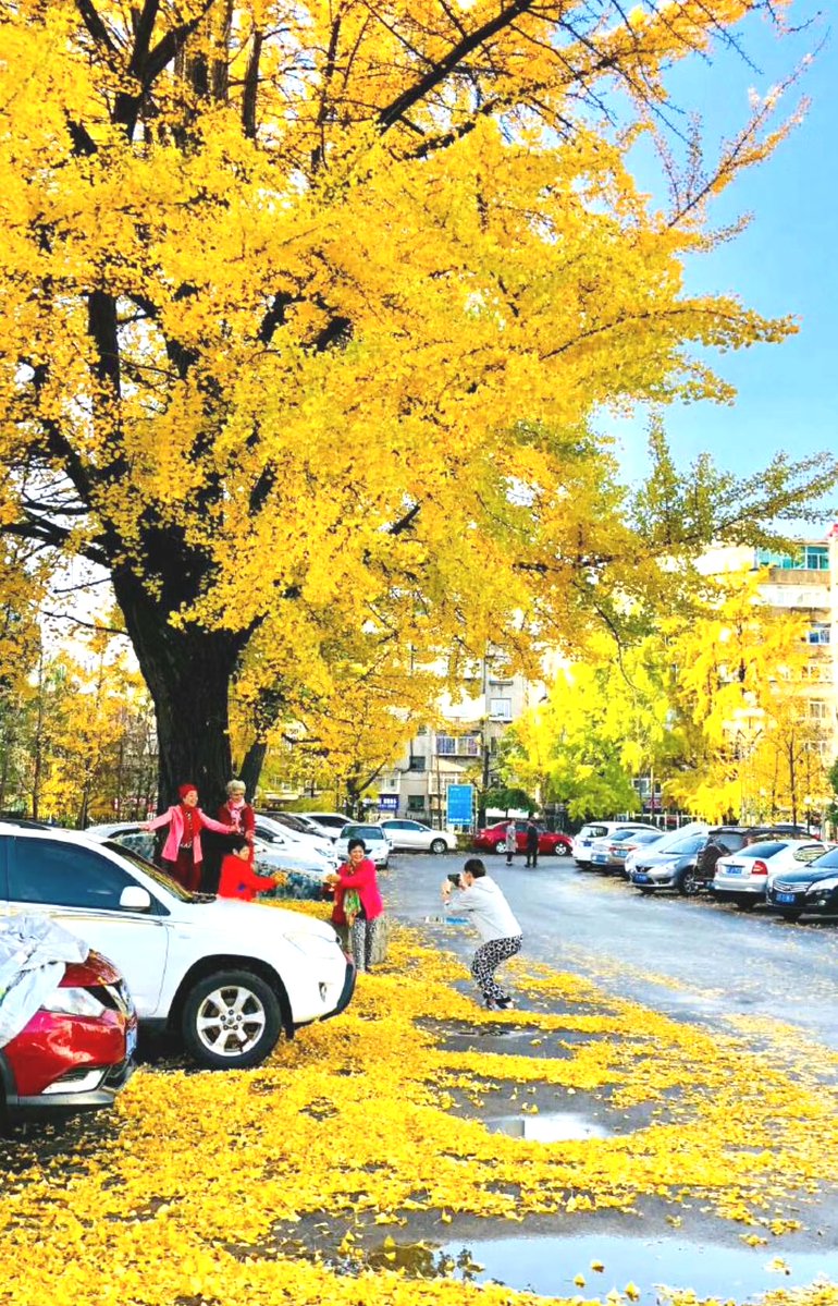 ZapChief7qbn's tweet photo. A gentle autumn breeze carries crisp maple scent, golden leaves dance softly on the sidewalk, perfect for a warm pumpkin latte.， https://t.co/mRdkWag9nk