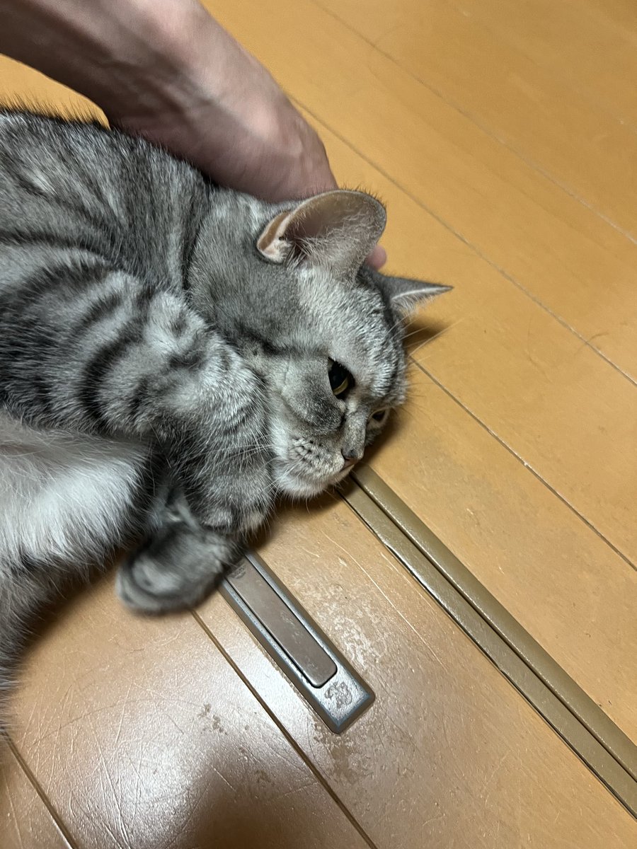Varia_Constble's tweet photo. ふわふわ https://t.co/KqAUAQbenO