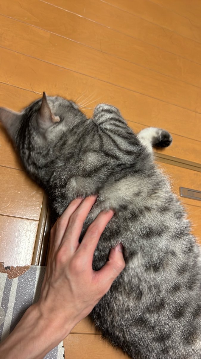 Varia_Constble's tweet photo. ふわふわ https://t.co/KqAUAQbenO