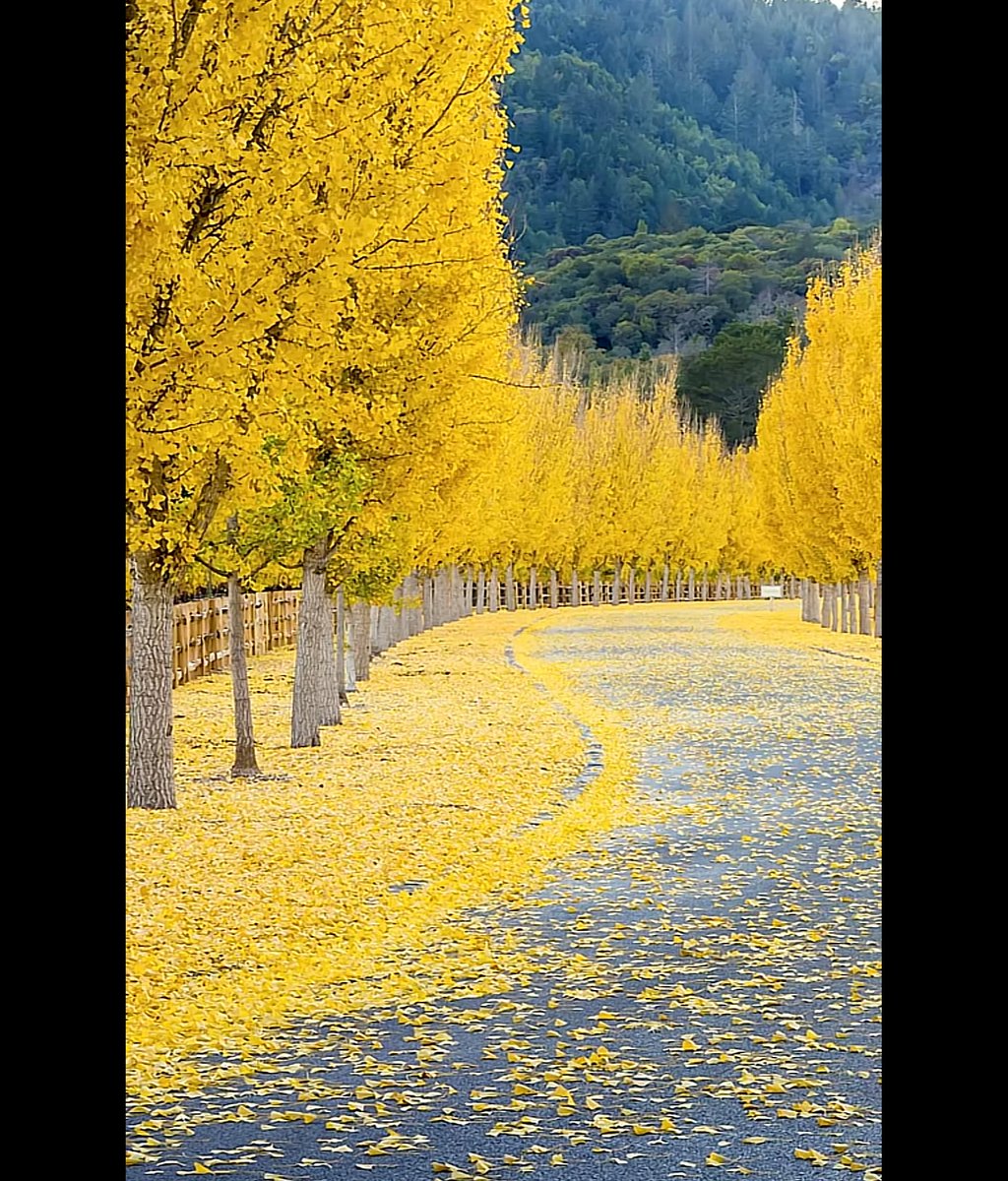 krixstkdf8's tweet photo. Walking through the garden, the perfect view of Cui Zhou Jiang Rong Jian. https://t.co/dvXxWdYtwj